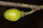 Southern spicebush <BR>Pondberry